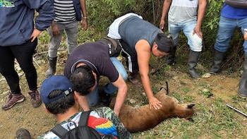 Momentos tras la llegada del rescate de los ejemplares - crédito