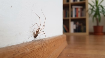 Una araña patona de color marrón claro en una pared blanca y un rodapié de madera. Al fondo se observa una estantería con libros y una planta.