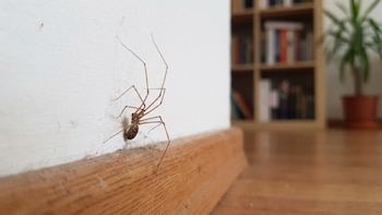 Por qué no deberías matar las arañas que ves en tu hogar