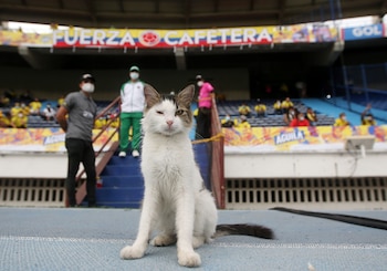 Los gatos americanos de pelo corto son excepcionalmente adaptables (REUTERS/Luisa Gonzalez)