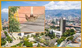 El animal fue rescatado por