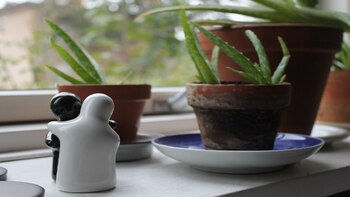 Aloé Vera ayuda a reducir