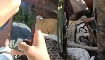 El tigre "comehombres" de Champaran