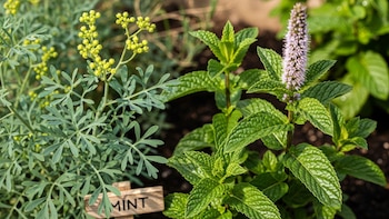 La menta piperita, rica en