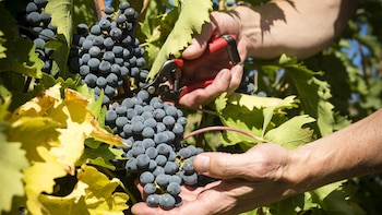 UAGA prevé que la vendimia en Rioja Alavesa se adelante "más que nunca" con una cosecha de calidad "excelente"
