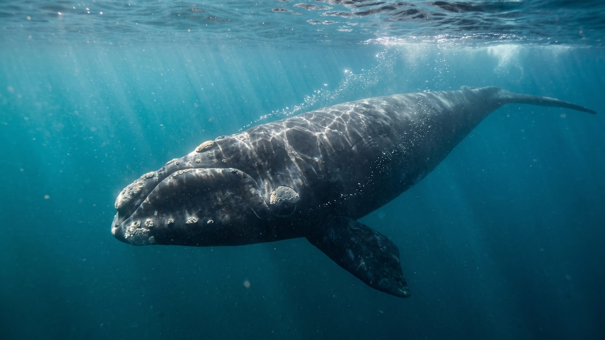 Cómo los científicos entrenaron inteligencia artificial para descifrar el comportamiento nocturno de las ballenas