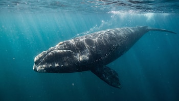 Cómo los científicos entrenaron inteligencia artificial para descifrar el comportamiento nocturno de las ballenas