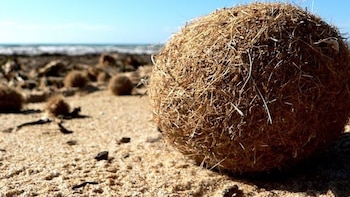 Pelotas de Neptuno, el filtro
