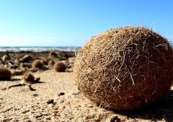 Las pelotas de Neptuno, formadas