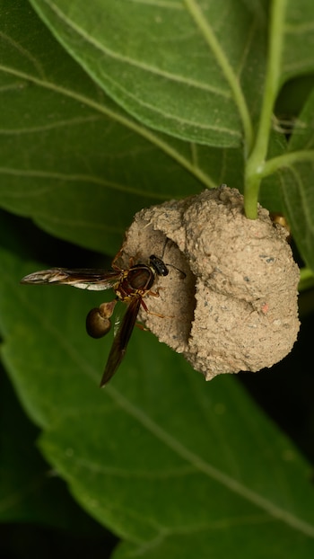 El aguijón liso y retráctil