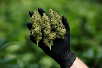 Según el experto, se calcula