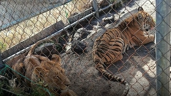 Plan Michoacán: Profepa rescata a