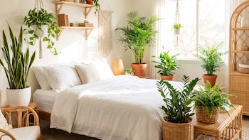 Las mejores plantas para dar vida a tu habitación y que no compiten por oxígeno
