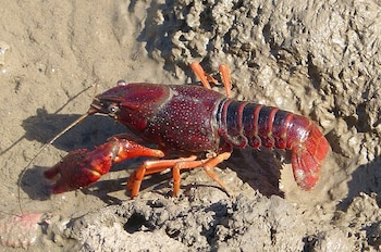Un ejemplar de cangrejo americano