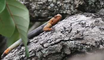 Un lagarto con cabeza y patas anaranjadas, cuerpo gris oscuro y cola con tonos rojizos, se apoya en la corteza rugosa de un tronco. Se ven hojas verdes