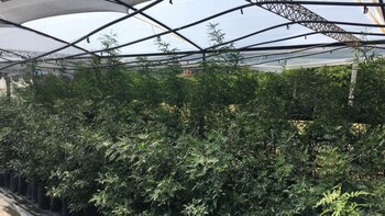 El vivero proporciona más de