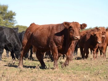 El Servicio Nacional de Sanidad