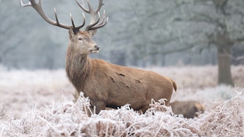 Un estudio reveló que no
