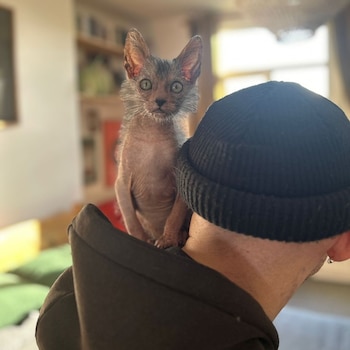 Los Lykoi son un espécimen