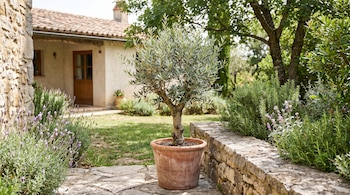 Olivo en maceta sobre un patio de piedra, rodeado de lavanda y romero. Al fondo, un jardín verde y una casa de piedra con tejado.