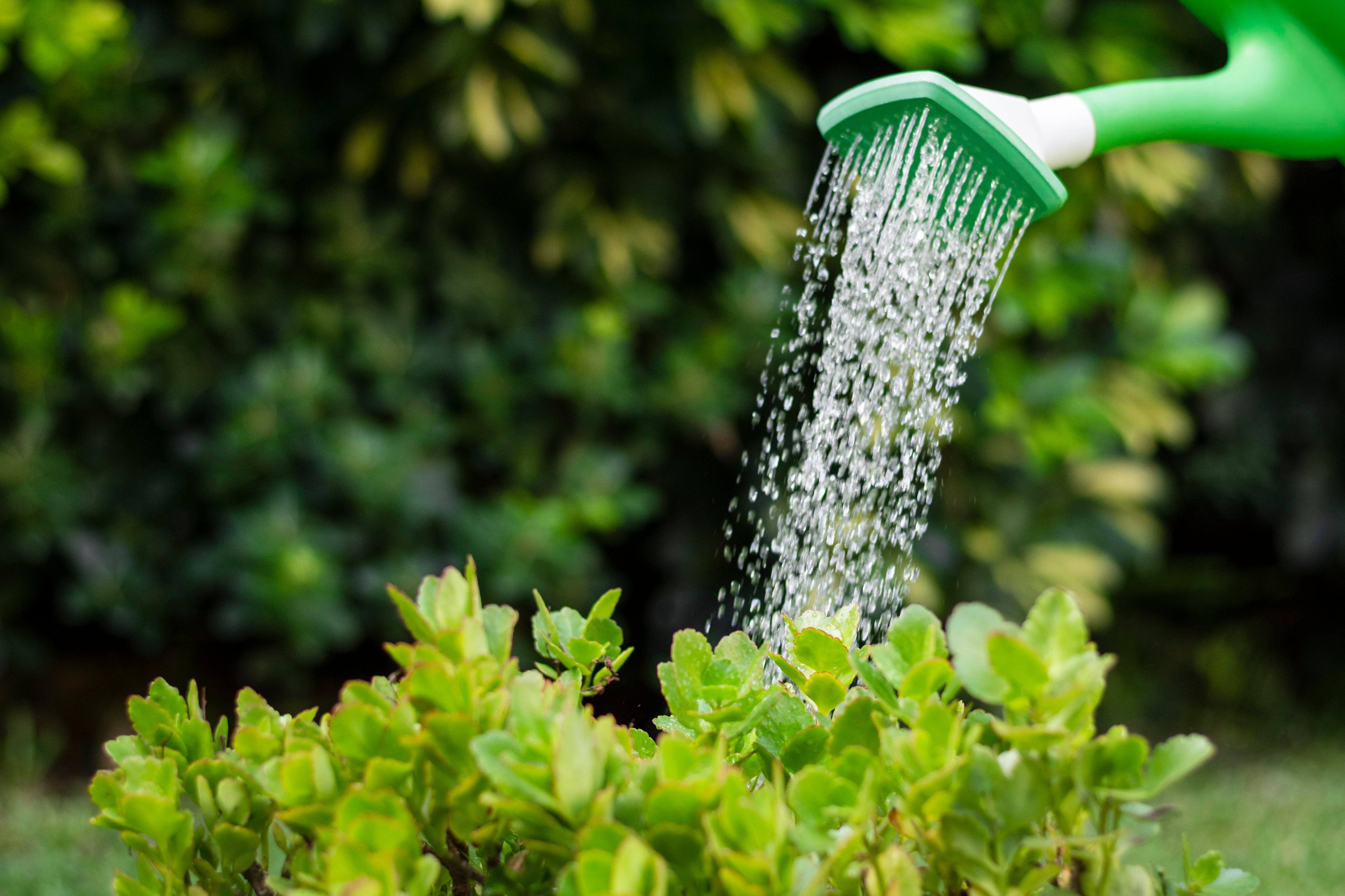 Regar no es lo mismo que fertilizar. Freepik