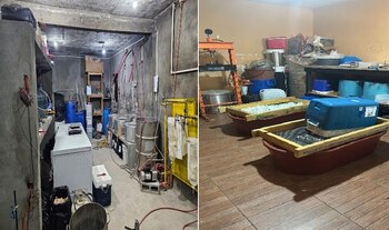 Fueron asegurados distintos precursores
(FGR)