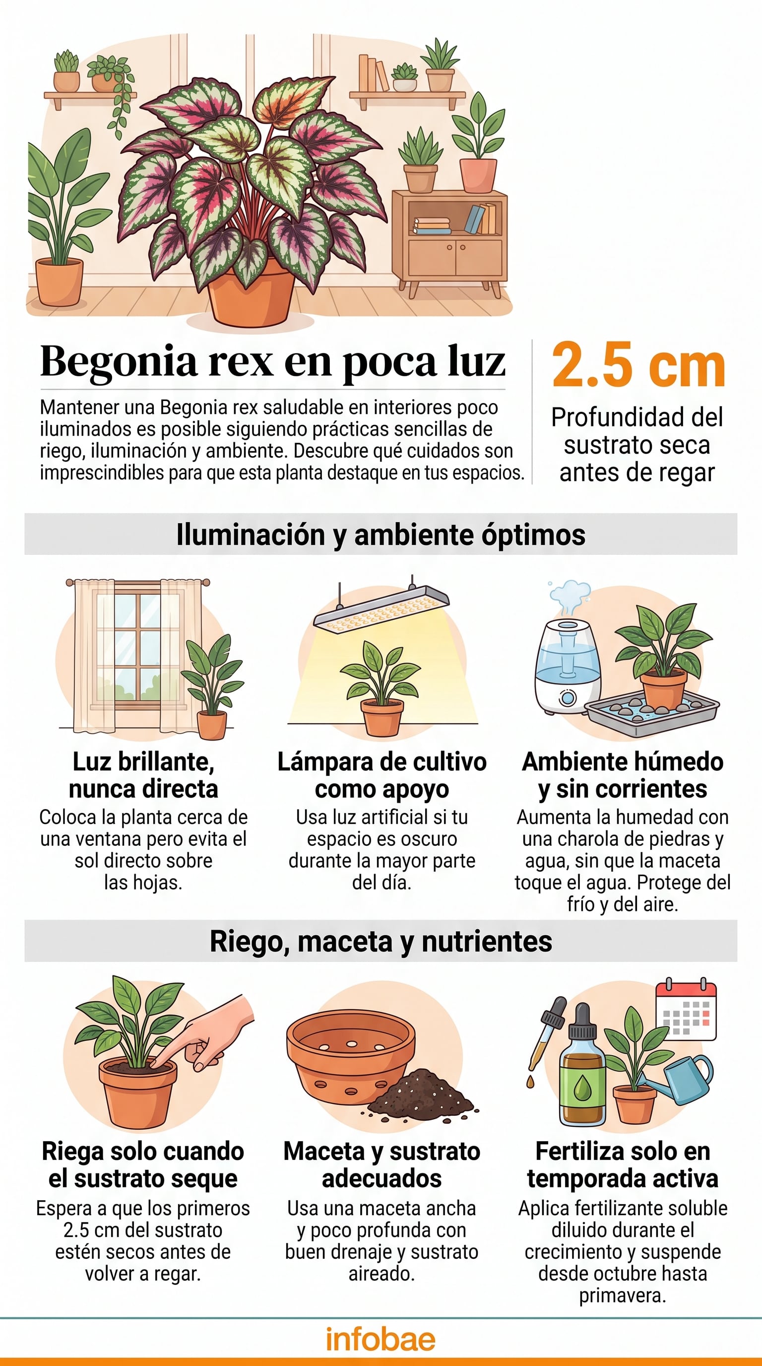 Recomendaciones para el cuidado de la Begonia rex en interiores con poca luz. (Imagen Ilustrativa Infobae)