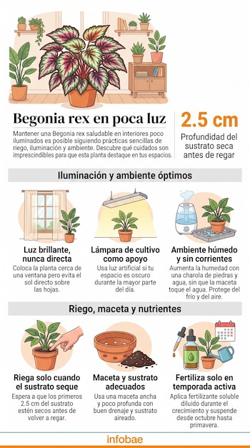Infografía sobre el cuidado de la Begonia rex con ilustraciones de la planta, una ventana, una lámpara de cultivo, un humidificador y una maceta.
