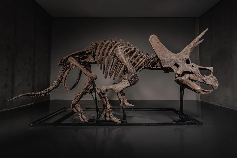 Tras permanecer tres décadas en un museo, se subastará de un Triceratops de 66 millones de años Tras permanecer tres décadas en un museo, se subastará de un Triceratops de 66 millones de años