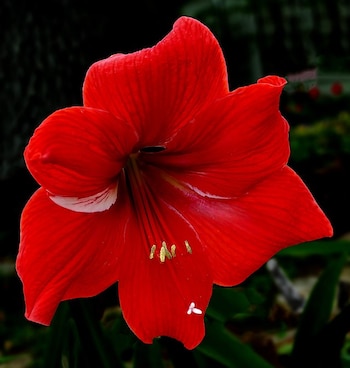 La intensidad y el color