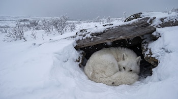 Un lobo de pelaje blanco enroscado dentro de una cavidad bajo troncos y piedras cubiertas de nieve.
