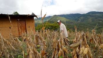 Productores podrían enfrentar sanciones civiles