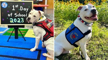 Cole ha conmovido el corazón