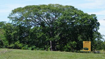 En esta Ceiba ubicada a