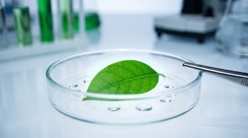 Una placa de Petri transparente contiene una hoja verde y gotas de líquido, con una pinza de acero inoxidable al borde.