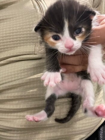 La persona que adopte a