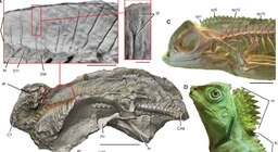 Descubrieron restos de un dinosaurio con piel, escamas y detalles nunca antes vistos por la ciencia
