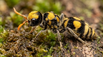 Insecto con cuerpo segmentado, pelaje amarillo y negro, seis patas, dos antenas anaranjadas. Está sobre una superficie de tierra y musgo verde oscuro.