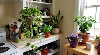 Diversas macetas con potos, albahaca, planta de serpiente, violeta africana y cafeto sobre los muebles de una cocina junto a una ventana.