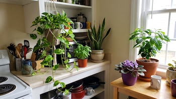 Cinco plantas de interior que dan vida a la cocina, son fáciles de cuidar y aportan color