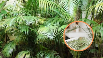 Esta planta muy popular en