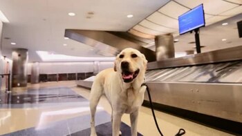 Los animales de compañía y