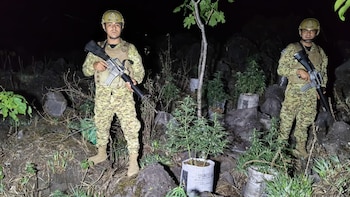 Fuerza Armada de El Salvador localiza plantación ilegal de marihuana durante patrullaje