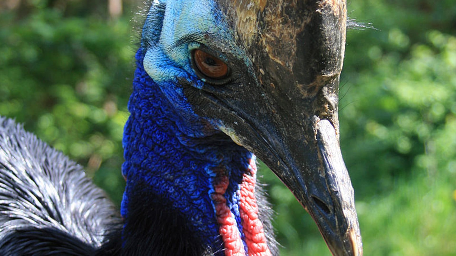 Estudios científicos desmienten la agresividad natural del casuario, atribuyendo la mayoría de los ataques a situaciones de defensa o asociación con alimento humano (Wikimedia Commons)