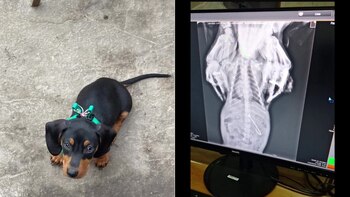 Un perro salchicha terminó en