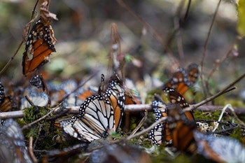 Mariposas monarca muertas en el