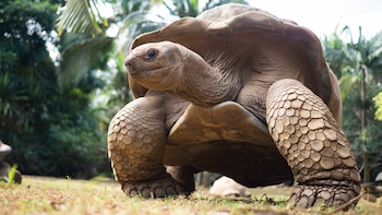 Al igual que otros reptiles,