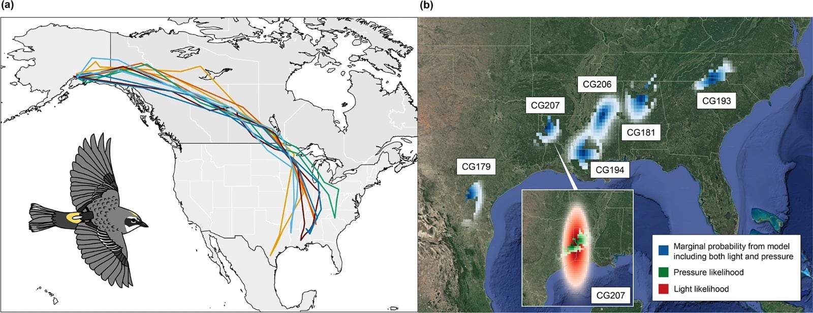 Los datos de seis reinitas marcadas en Anchorage mostraron que las aves viajaron hacia el este por el bosque boreal de Canadá antes de girar hacia el sur (Gentileza, estudio Patrones migratorios inesperados en un ave canora que se reproduce en latitudes altas: evidencia obtenida mediante geolocalizadores multisensor e isótopos, publicado en Movement Ecology)