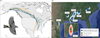 Dos mapas de América del Norte con líneas de color que señalan rutas migratorias, mapas de calor etiquetados y la ilustración de un ave