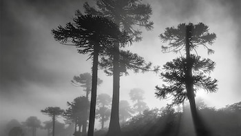 Araucarias patagónicas como nunca las viste: Juan Pose lleva 30 fotografías de árboles milenarios al corazón de Buenos Aires